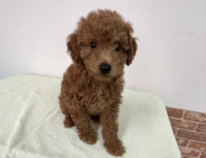 MIX（チワワ×トイプードル）　男の子（犬舎：ディアードッグ）