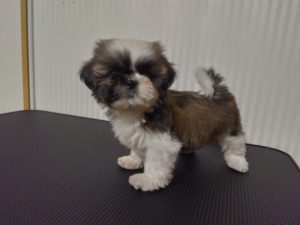 シーズー　女の子（犬舎：ディアードッグ）