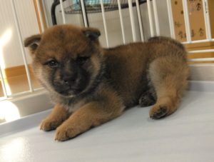 柴犬　男の子（犬舎：ディアードッグ）