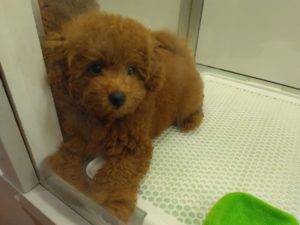 MIX（チワワ×トイプードル）　女の子（犬舎：ディアードッグ）