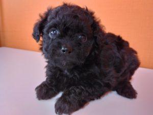 MIX（チワワ×トイプードル）　女の子（犬舎：ディアードッグ）